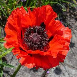 Papaver orientale Oriental Poppy seed for sale 