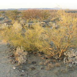 Parkinsonia africana African Wattle seed for sale 