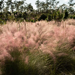 Muhlenbergia capillaris Hairawn Muhly, Muhly Grass,  Pink Muhlygrass, Pink Hair Grass, Gulf Muhly seed for sale 