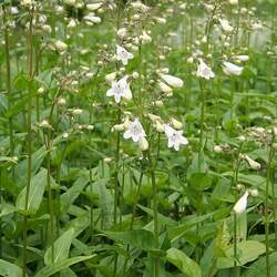 Penstemon digitalis Talus Slope Penstemon, Foxglove Beardtongue seed for sale 