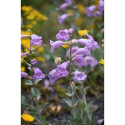 Penstemon grandiflorus Large Beardtongue, Shell Leaf Penstemon, Large Beard-tongue, Large Beard Tongue seed for sale 