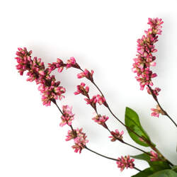 Persicaria tinctoria Chinese Indigo, Japanese Indigo seed for sale 