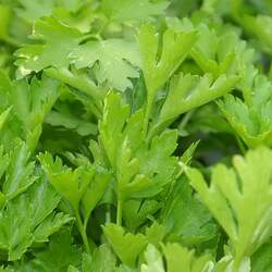 Petroselinum crispum   Italian Flat Parsley, Italian Flat Parsley seed for sale 