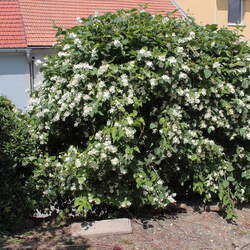 Philadelphus coronarius Sweet Mock Orange, Garden Mockorange seed for sale 