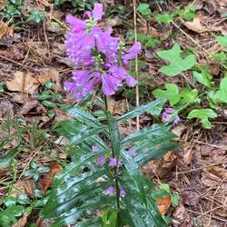 Physostegia virginiana Obedient Plant seed for sale 