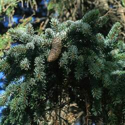 Picea glehnii Sakhalin Spruce, Sachalin Spruce seed for sale 