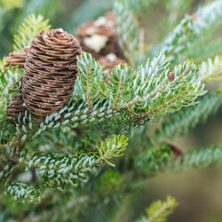 Picea koraiensis Korean Spruce seed for sale 