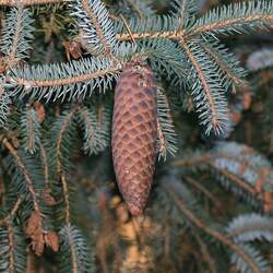 Picea likiangensis Lijang Spruce seed for sale 