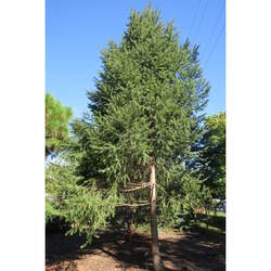 Picea martinezii Martinez's spruce, Nuevo Leon seed for sale 