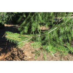 Picea martinezii Martinez's spruce, Nuevo Leon seed for sale 