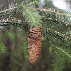 Picea martinezii Martinez's spruce, Nuevo Leon seed for sale 