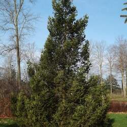 Picea wilsonii Wilson Spruce seed for sale 