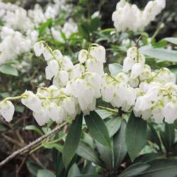 Pieris floribunda Mountain Fetterbush, Mountain Andromeda seed for sale 