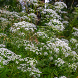 Pimpinella anisum Common Anise, Burnet, Saxifrage seed for sale 