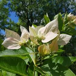 Pinckneya bracteata Fevertree, Feverbark, Georgia Bark, Pinckneya, Poinsettia Tree seed for sale 