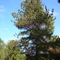 Pinus caribaea  hondurensis Caribbean Pine, Honduras Pine seed for sale 