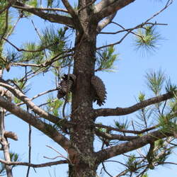 Pinus greggii Gregg's Pine seed for sale 