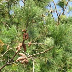 Pinus greggii Gregg's Pine seed for sale 