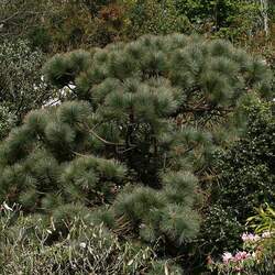 Pinus montezumae Montezuma Pine, Ocote seed for sale 