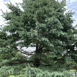 Pinus strobiformis Southwestern White Pine, Border Pine, Chihuahua White Pine seed for sale 