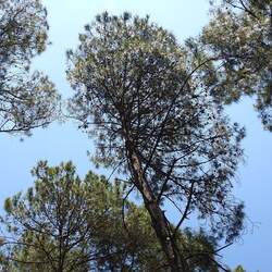 Pinus tecunumanii Tecun Uman Pine, Schwerdtfeger's Pine, Pino Ocote, Pinabete, Ocote de Caretilla seed for sale 