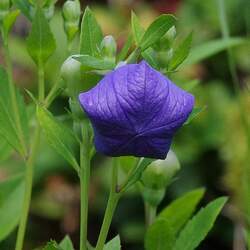 Platycodon grandiflorus Balloon Flower seed for sale 