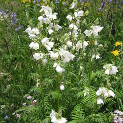 Polemonium caeruleum   Album Charity, Jacobs Ladder seed for sale 