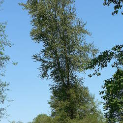 Populus trichocarpa Black Cottonwood , Western Balsam Poplar, California Poplar seed for sale 