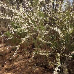 Prunus angustifolia Chickasaw Plum, Sand Plum, Sandhill Plum seed for sale 