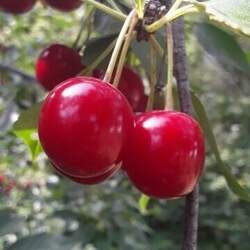 Prunus cerasus  'Carmine Jewel' Dwarf Cherry Carmine Jewel seed for sale 