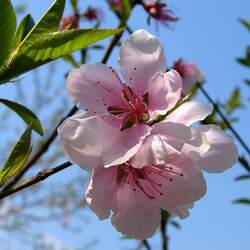 Prunus davidiana David Peach, Chinese Wild Peach seed for sale 