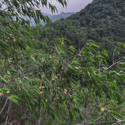 Prunus davidiana David Peach, Chinese Wild Peach seed for sale 