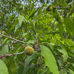 Prunus davidiana David Peach, Chinese Wild Peach seed for sale 