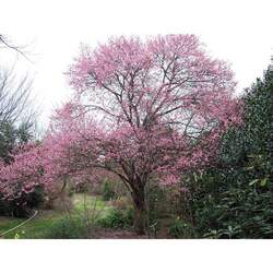 Prunus mume Japanese Apricot, Japanese Flowering Apricot, Chinese Plum seed for sale 