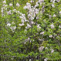 Prunus nigra Canadian Plum, Canada Plum seed for sale 