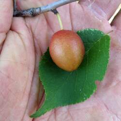 Prunus nigra Canadian Plum, Canada Plum seed for sale 