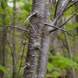 Prunus nigra Canadian Plum, Canada Plum seed for sale 