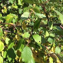 Prunus nigra Canadian Plum, Canada Plum seed for sale 