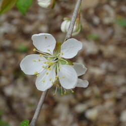 Prunus nigra Canadian Plum, Canada Plum seed for sale 