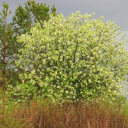 Prunus padus European Bird Cherry seed for sale 