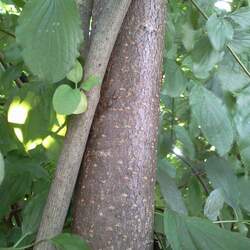 Prunus padus European Bird Cherry seed for sale 