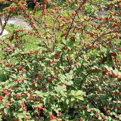 Prunus tomentosa Nanking Cherry seed for sale 