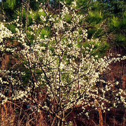 Prunus umbellata Hog Plum, Sloe, Wild Plum, Flatwoods Plum seed for sale 