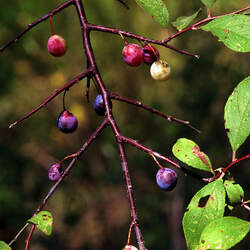 Prunus umbellata Hog Plum, Sloe, Wild Plum, Flatwoods Plum seed for sale 