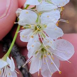 Prunus umbellata Hog Plum, Sloe, Wild Plum, Flatwoods Plum seed for sale 