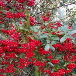 Pyracantha fortuneana Chinese Firethorn seed for sale 