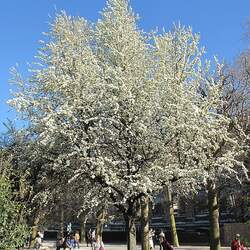 Pyrus caucasica Caucasian Pear seed for sale 