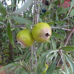 Pyrus salicifolia Willowleaf Pear seed for sale 