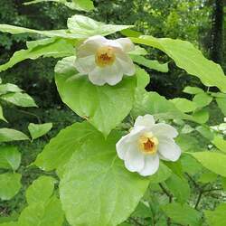 Sinocalycanthus chinensis Chinese Sweetshrub, Chinese Wax Shrub seed for sale 