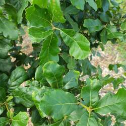 Quercus arkansana Arkansas Oak seed for sale 